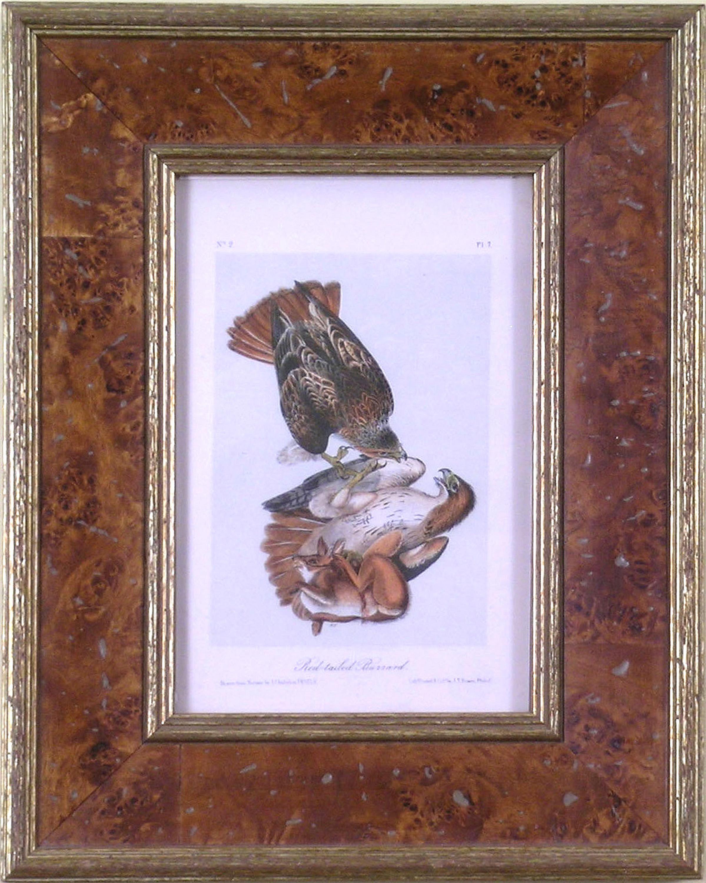 Rotschwanzförmiger Buzzard aus Audubonvogel-Wildlife – Print von John James Audubon