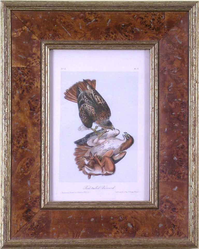 Audubon Bird Wildlife Red-Tailed Buzzard - Print by John James Audubon