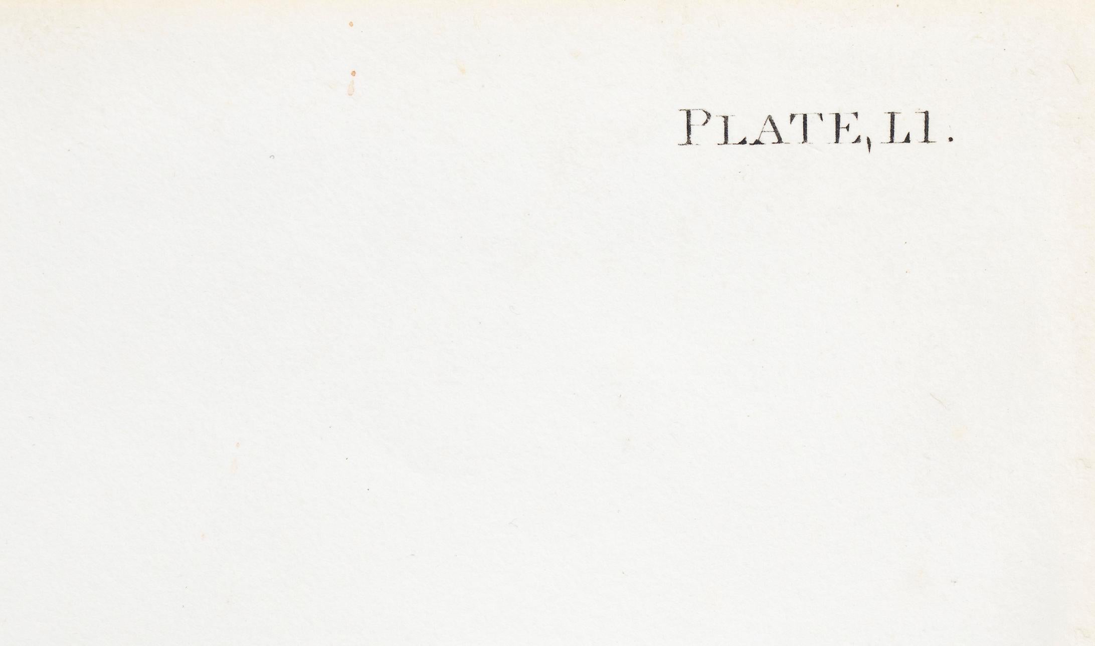 Red Tailed Hawk, Plate 51: The Birds of America (Havell, Double Elephant Folio) 6