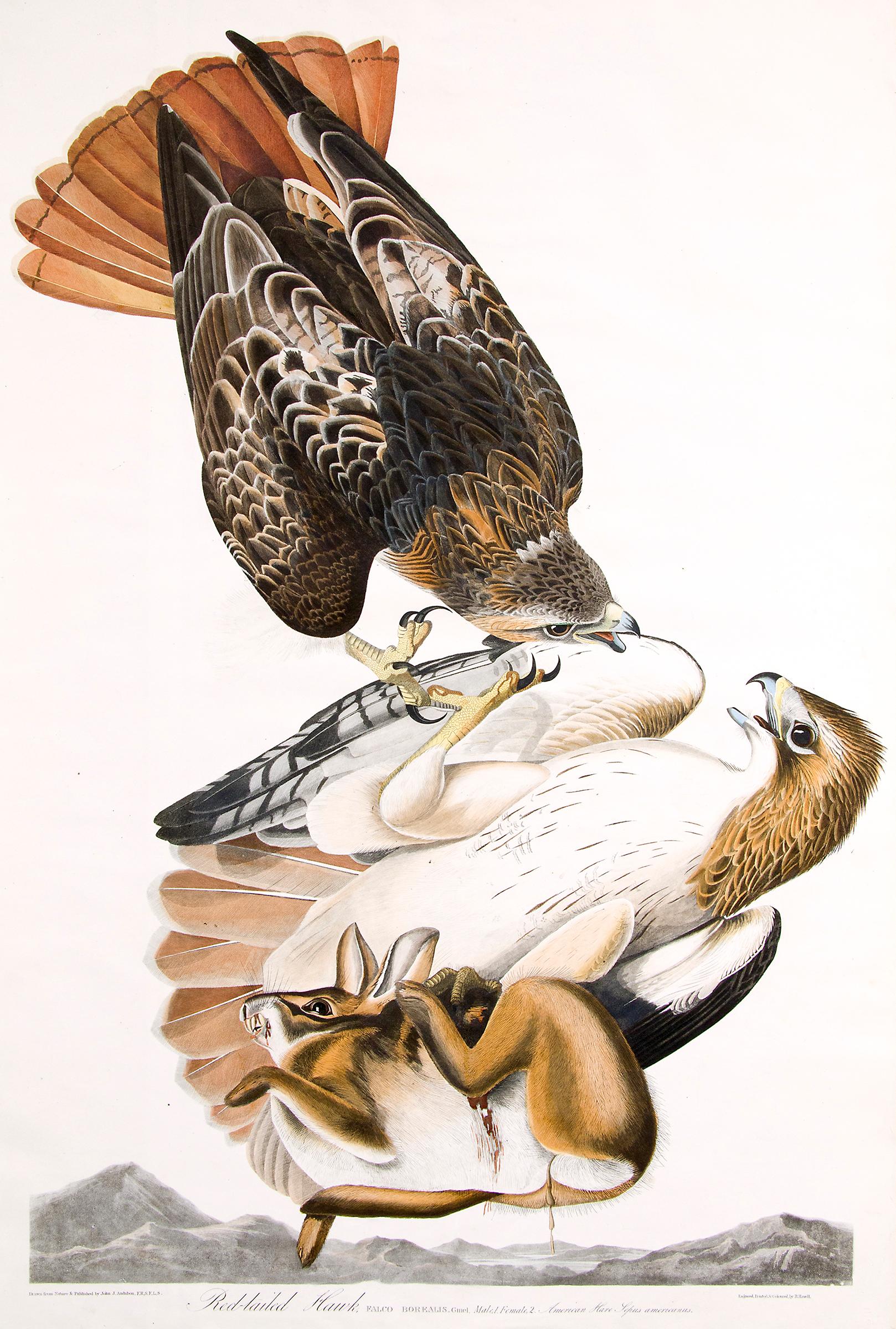 Red Tailed Hawk, Plate 51: The Birds of America (Havell, Double Elephant Folio) - Print by John James Audubon