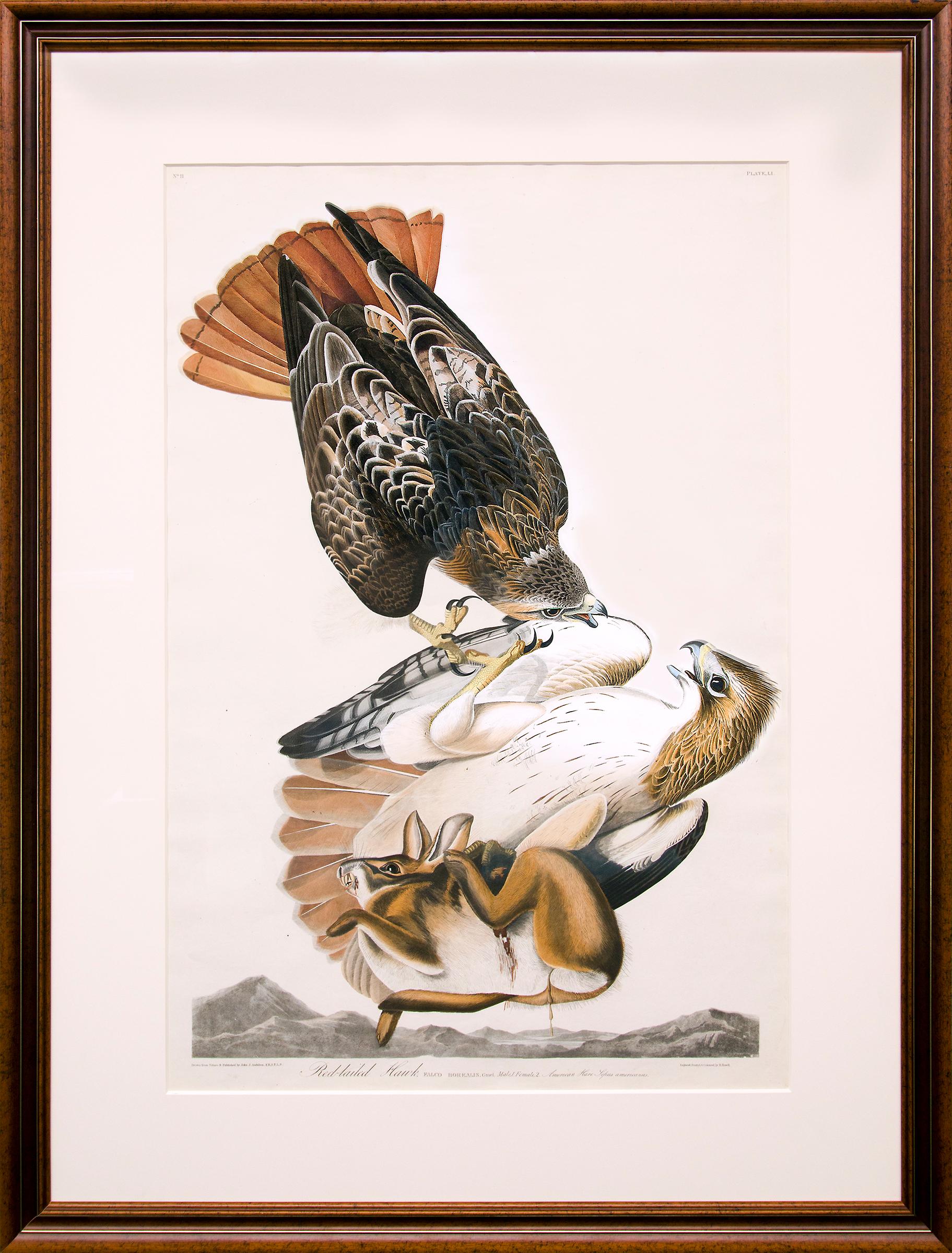 John James Audubon Animal Print - Red Tailed Hawk, Plate 51: The Birds of America (Havell, Double Elephant Folio)