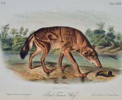 "Red Texan Wolf", an Original 19th C. Audubon Hand-colored Quadruped Lithograph