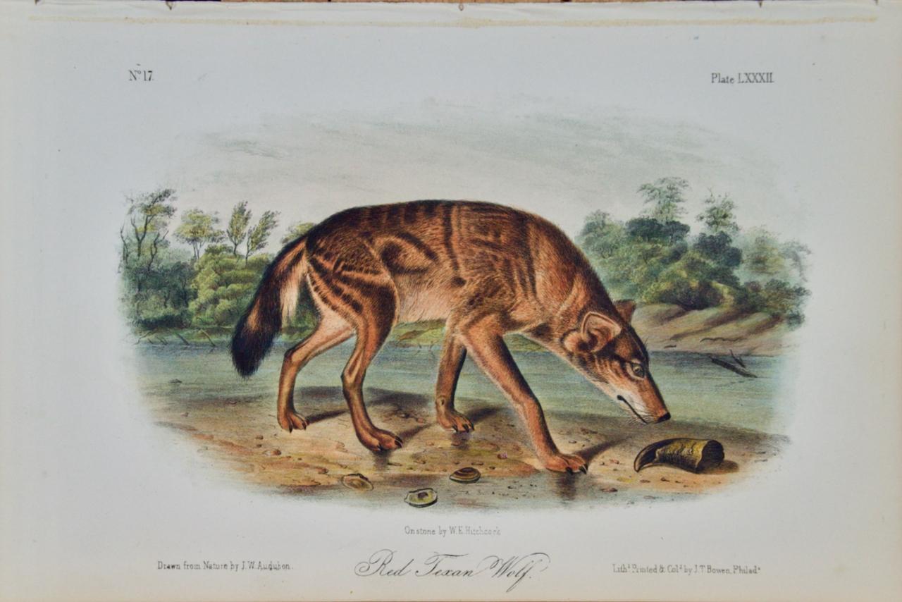 John James Audubon Landscape Print – ""Roter texanischer Wolf"", eine handkolorierte, quadratische Lithographie von Audubon aus dem 19. Jahrhundert 