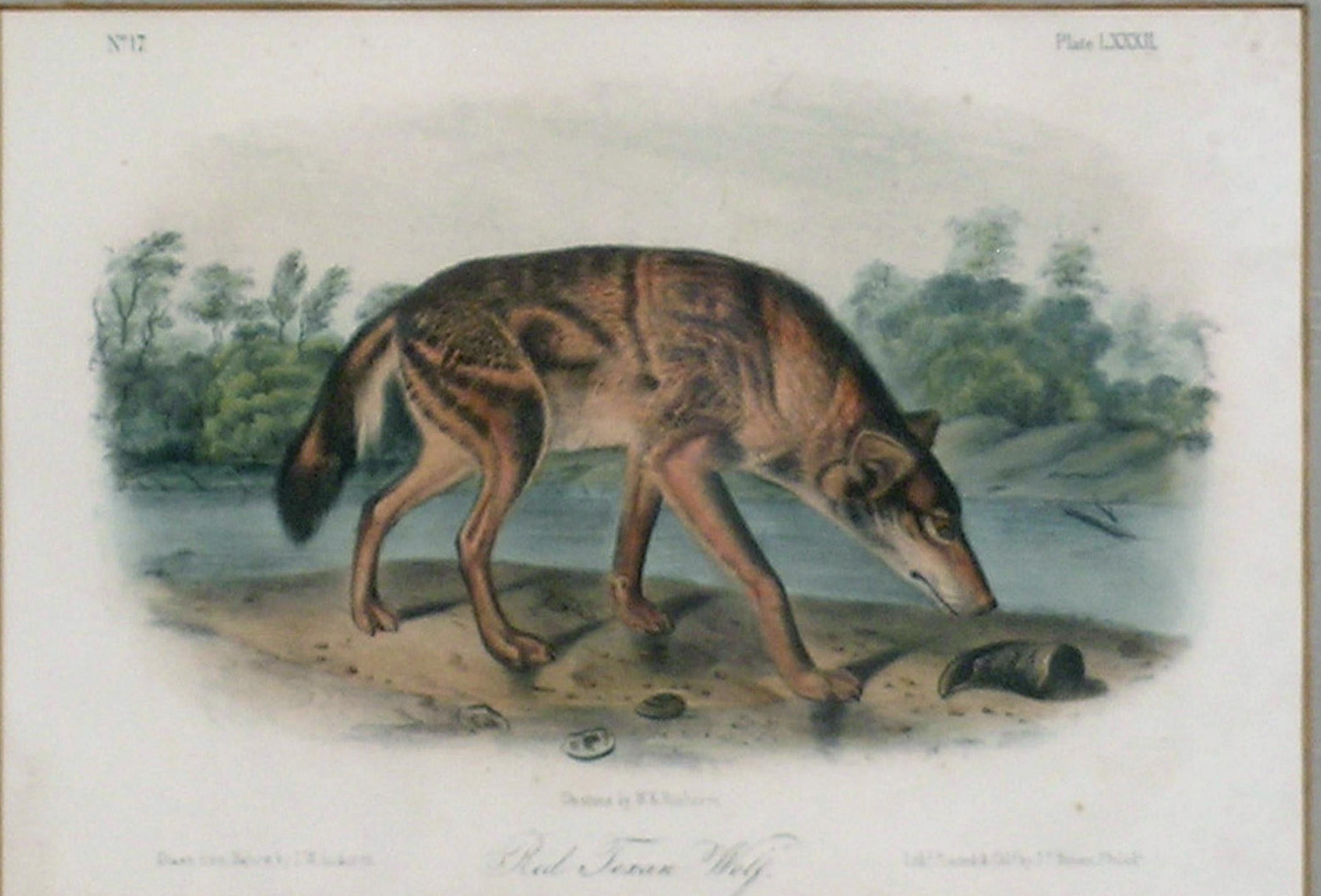 the imperial collection of audubon animals
