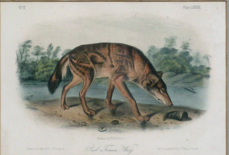Red Texas Wolf Audubon Animal - Academic Print by John James Audubon