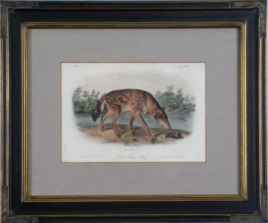 Red Texas Wolf Audubon Animal - Academic Print by John James Audubon