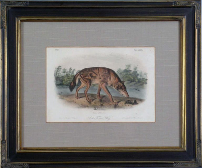 Red Texas Wolf Audubon Animal For Sale 2