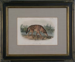 Red Texas Wolf Audubon Animal