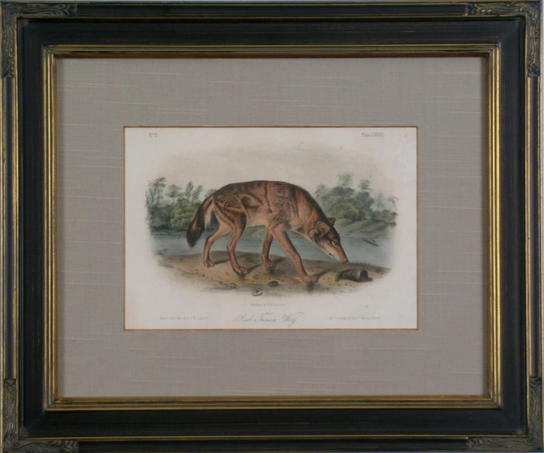 Red Texas Wolf Audubon Animal - Print by John James Audubon