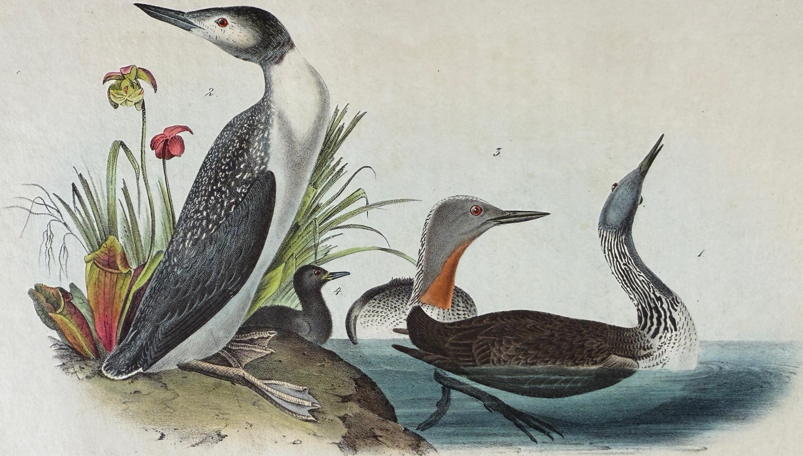 Red-throated Diver: Original 1st Octavo Ed. Hand-colored Audubon Bird Lithograph - Print by John James Audubon