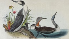 Red-throated Diver: Original 1st Octavo Ed. Hand-colored Audubon Bird Lithograph