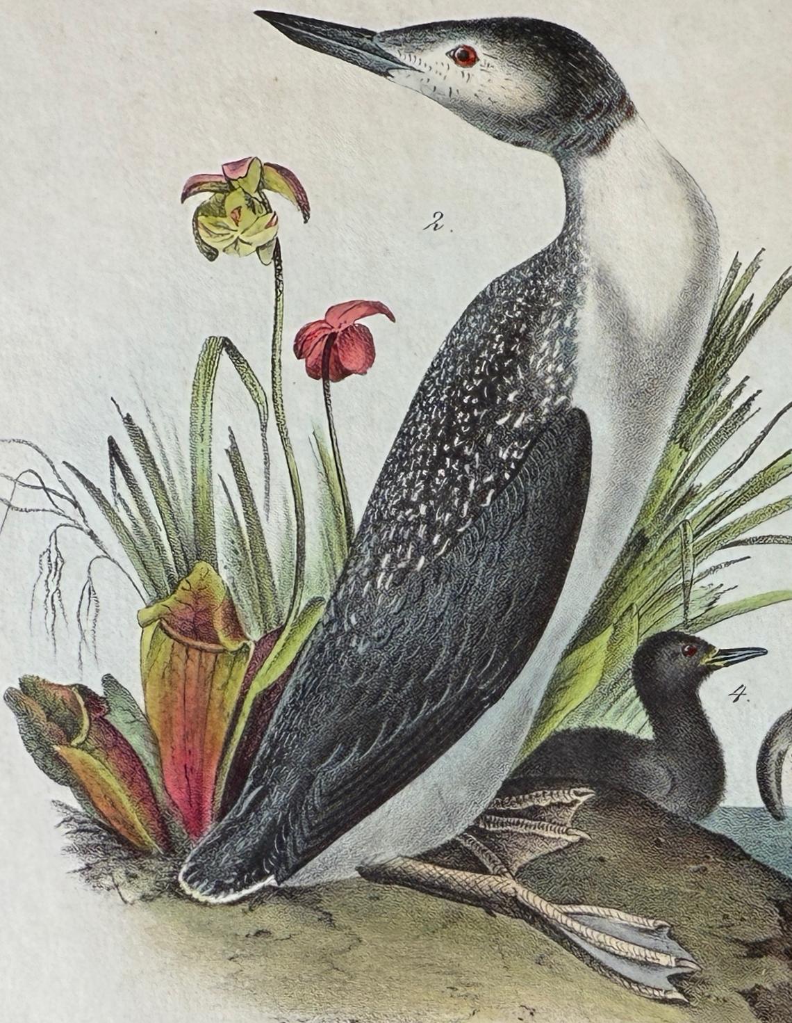 Red-throated Diver: Original 1st Octavo Ed. Hand-colored Audubon Bird Lithograph - Naturalistic Print by John James Audubon