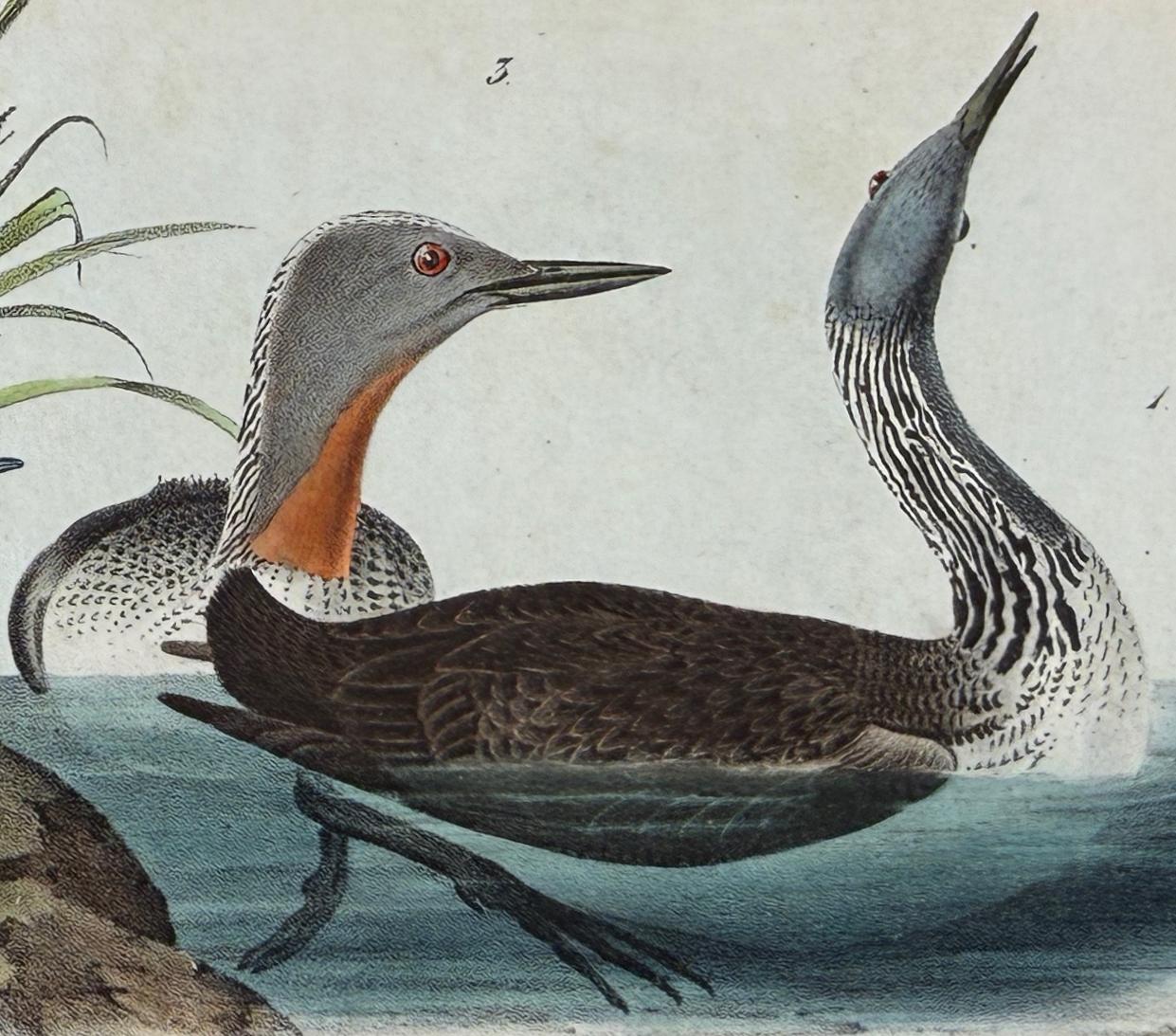 Red-throated Diver: Original 1st Octavo Ed. Hand-colored Audubon Bird Lithograph - Gray Animal Print by John James Audubon