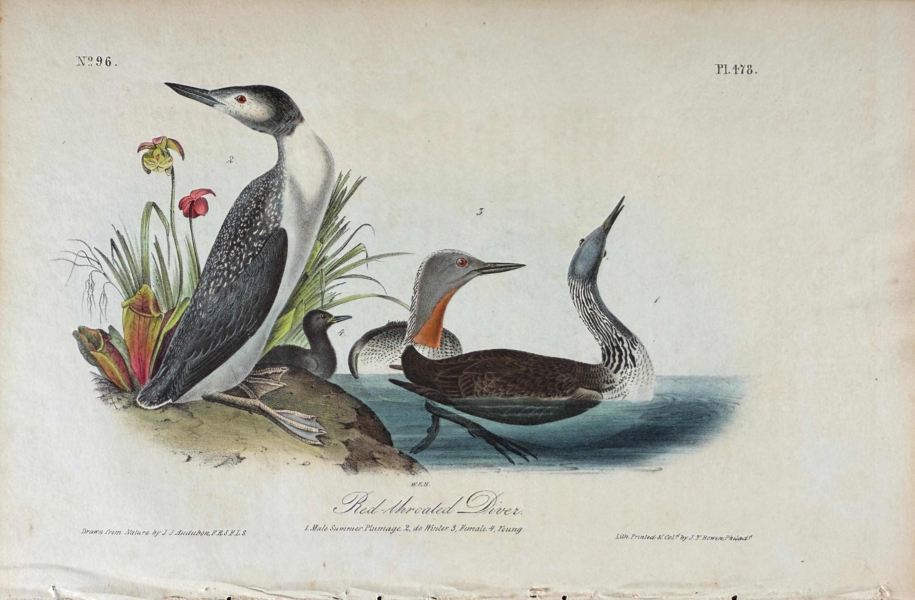 Red-throated Diver: Original 1st Octavo Ed. Hand-colored Audubon Bird Lithograph