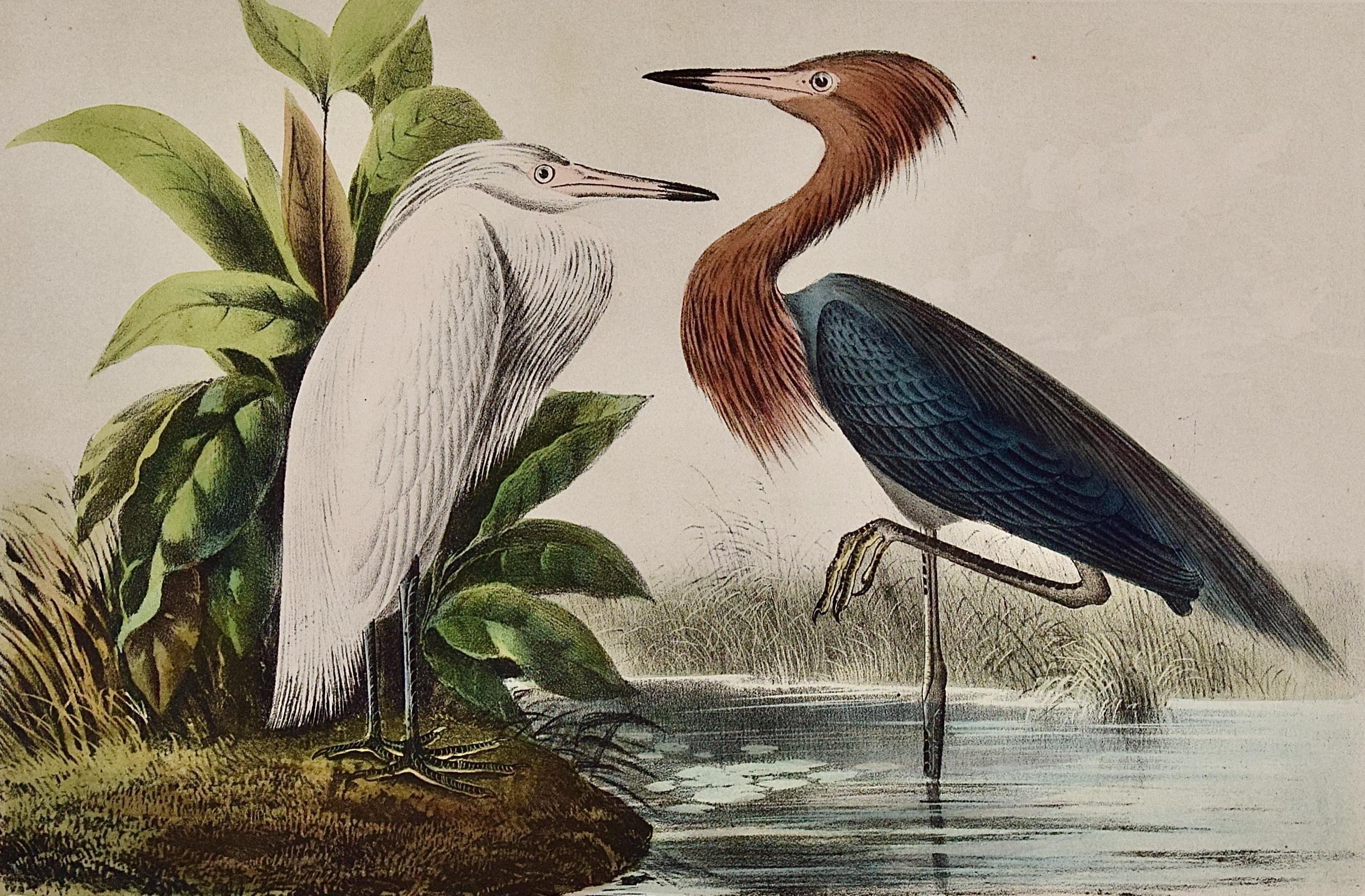 Reddish Egrets, Adult & Young: An Original Audubon Hand-colored Bird Lithograph  - Print by John James Audubon