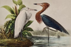 Reddish Egrets, Adult & Young: An Original Audubon Hand-colored Bird Lithograph