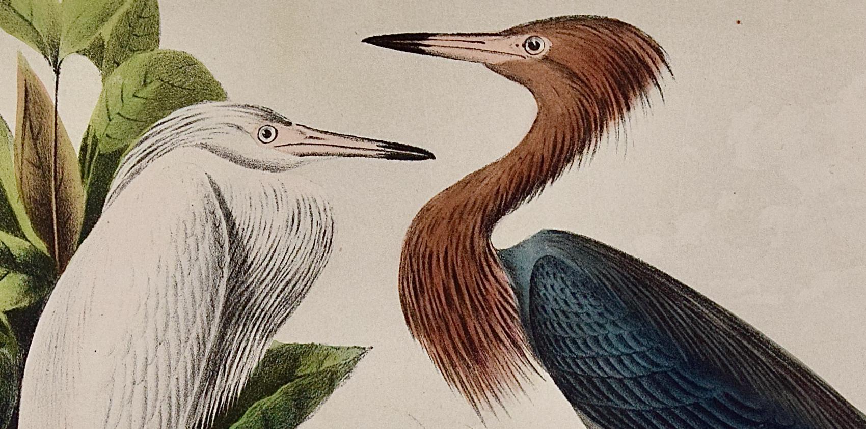 Audubons rougeâtres, adult & Young : une lithographie originale d'oiseaux colorée à la main  - Naturalisme Print par John James Audubon