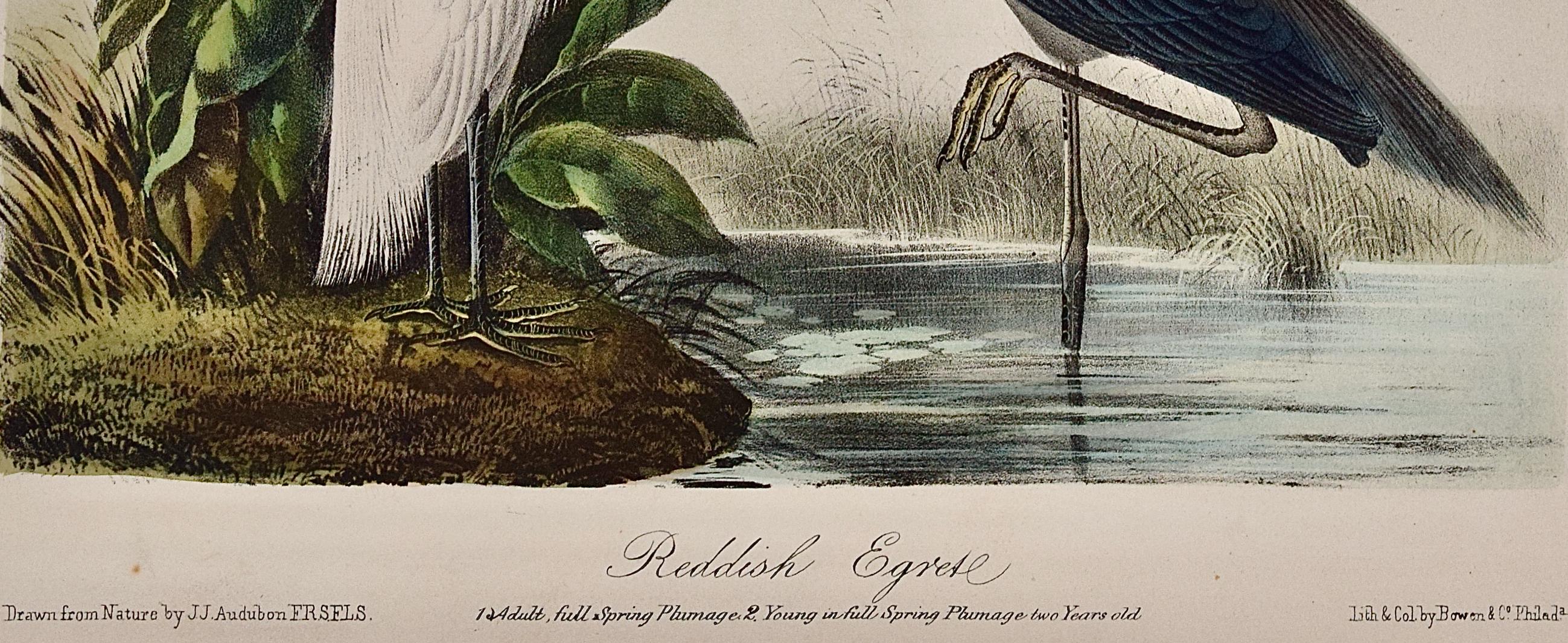 Garcetas rojizas, adultas y jóvenes: Una litografía de aves original de Audubon coloreada a mano - Landscape Print Beige de John James Audubon