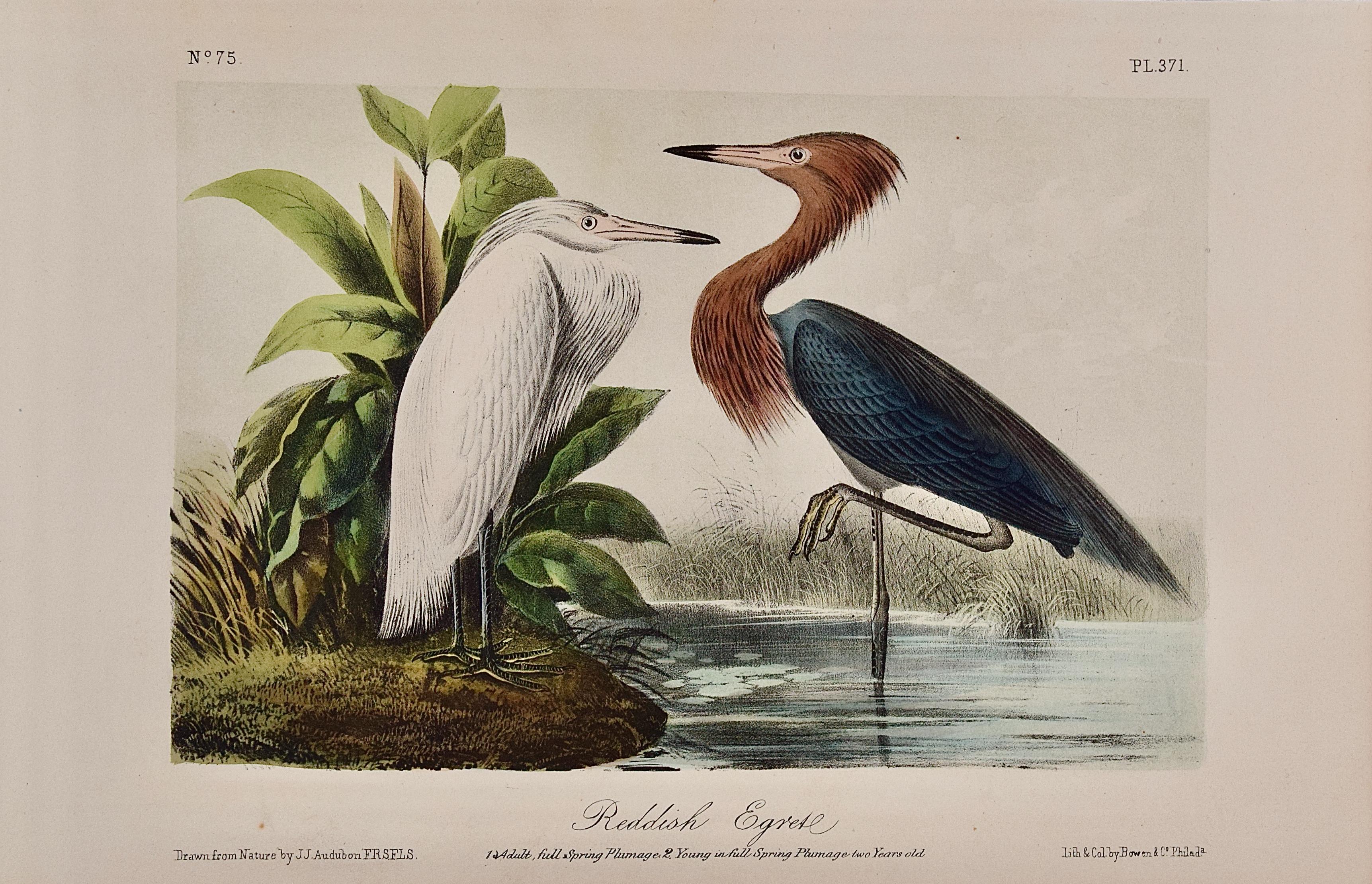 John James Audubon Landscape Print - Reddish Egrets, Adult & Young: An Original Audubon Hand-colored Bird Lithograph 