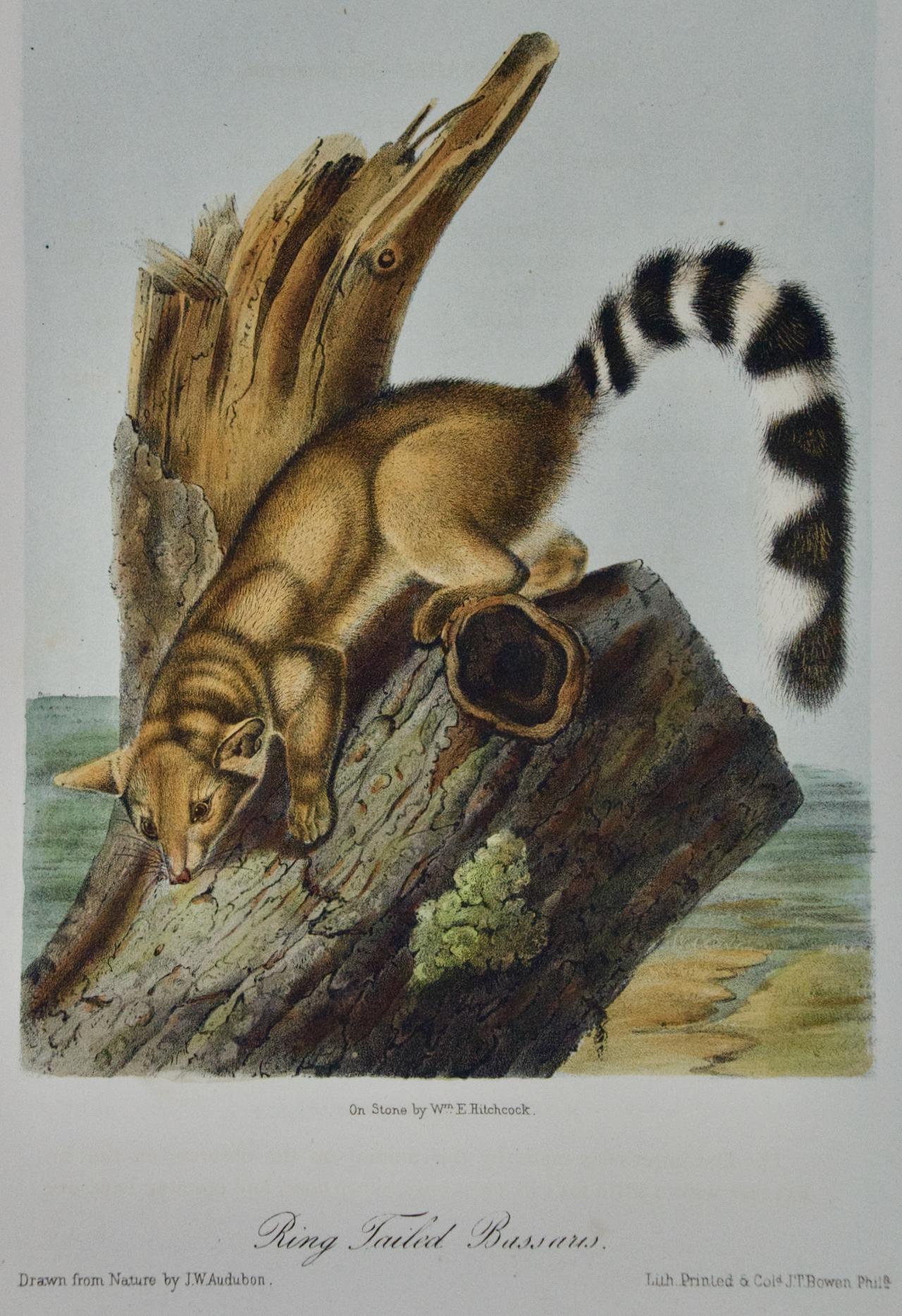 Bassaris à queue d'anneau : lithographie originale d'Audubon colorée à la main - Print de John James Audubon