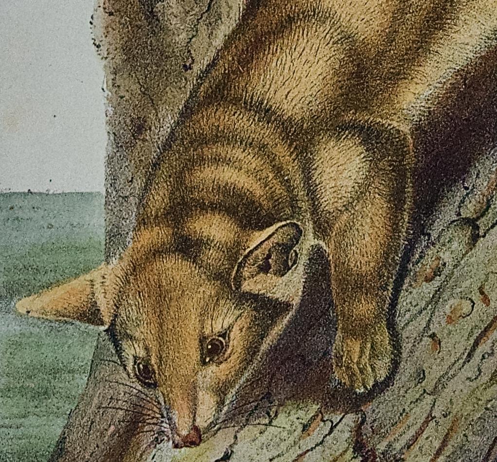 Bassaris à queue d'anneau : lithographie originale d'Audubon colorée à la main - Gris Animal Print par John James Audubon