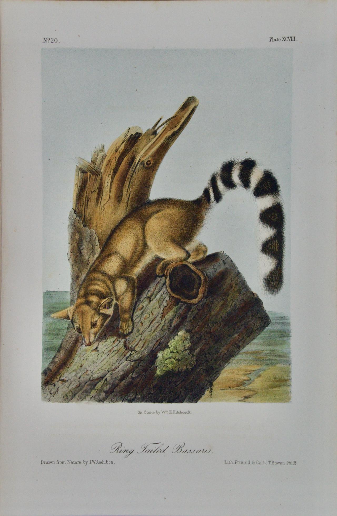 John James Audubon Animal Print - Ring-Tailed Bassaris: An Original Audubon Hand-colored Lithograph