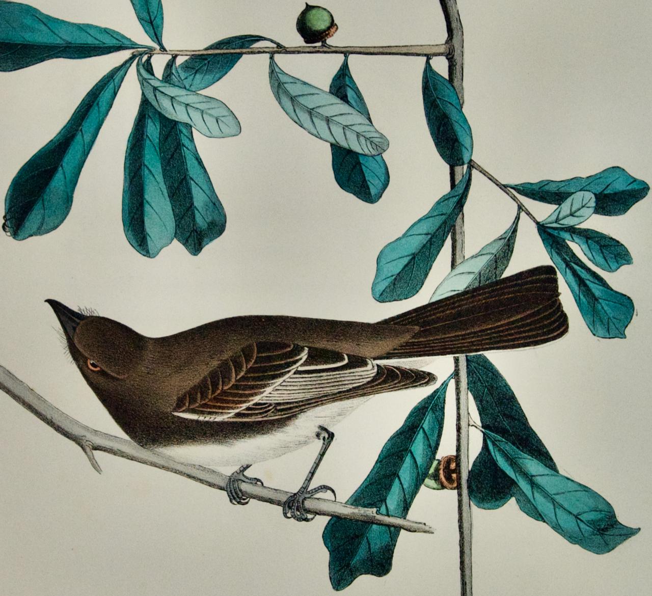 Rocky Mountain Flycatcher: Original handkolorierte Vogellithographie von Audubon aus dem 19. Jahrhundert – Print von John James Audubon