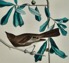 Rocky Mountain Flycatcher: Original 19th C. Audubon Hand-colored Bird Lithograph