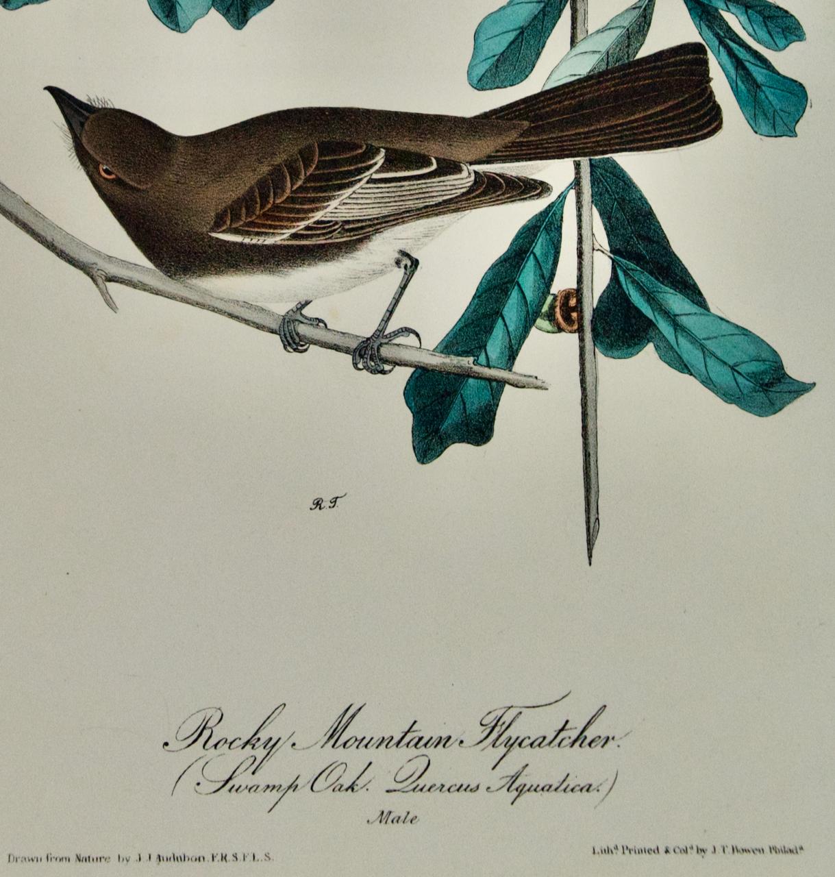 Rocky Mountain Flycatcher: Original handkolorierte Vogellithographie von Audubon aus dem 19. Jahrhundert (Naturalismus), Print, von John James Audubon
