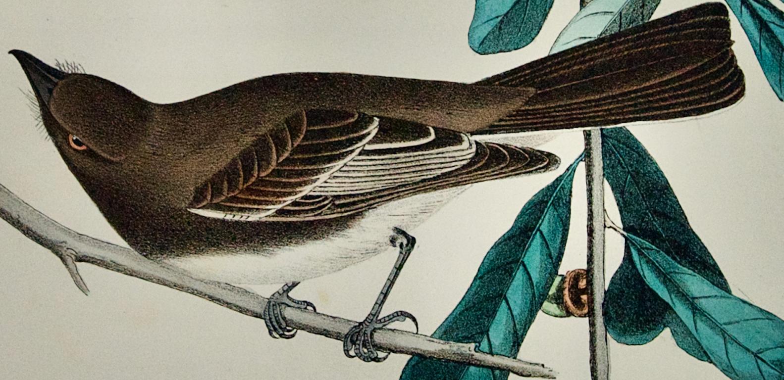This is an original 19th century John James Audubon hand-colored 1st octavo edition lithograph entitled 