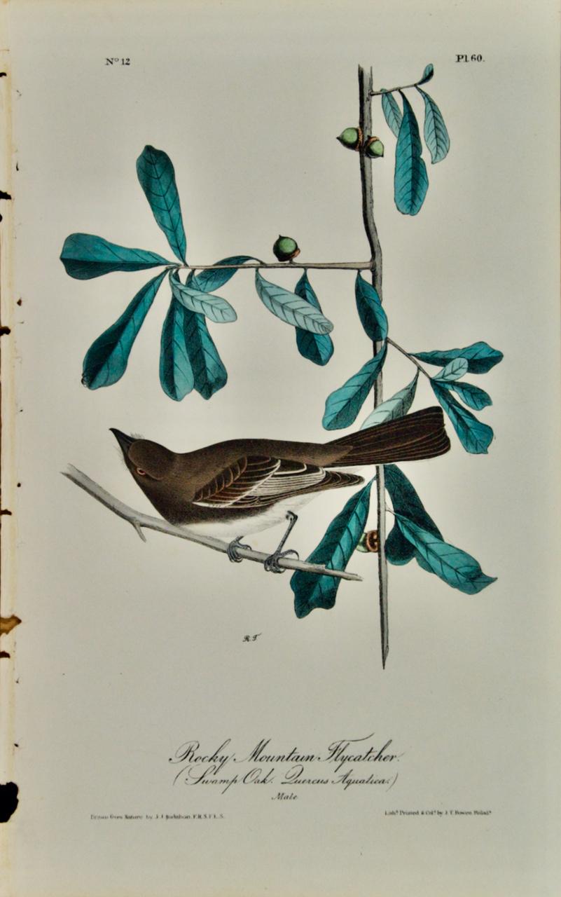 John James Audubon Landscape Print – Rocky Mountain Flycatcher: Original handkolorierte Vogellithographie von Audubon aus dem 19. Jahrhundert