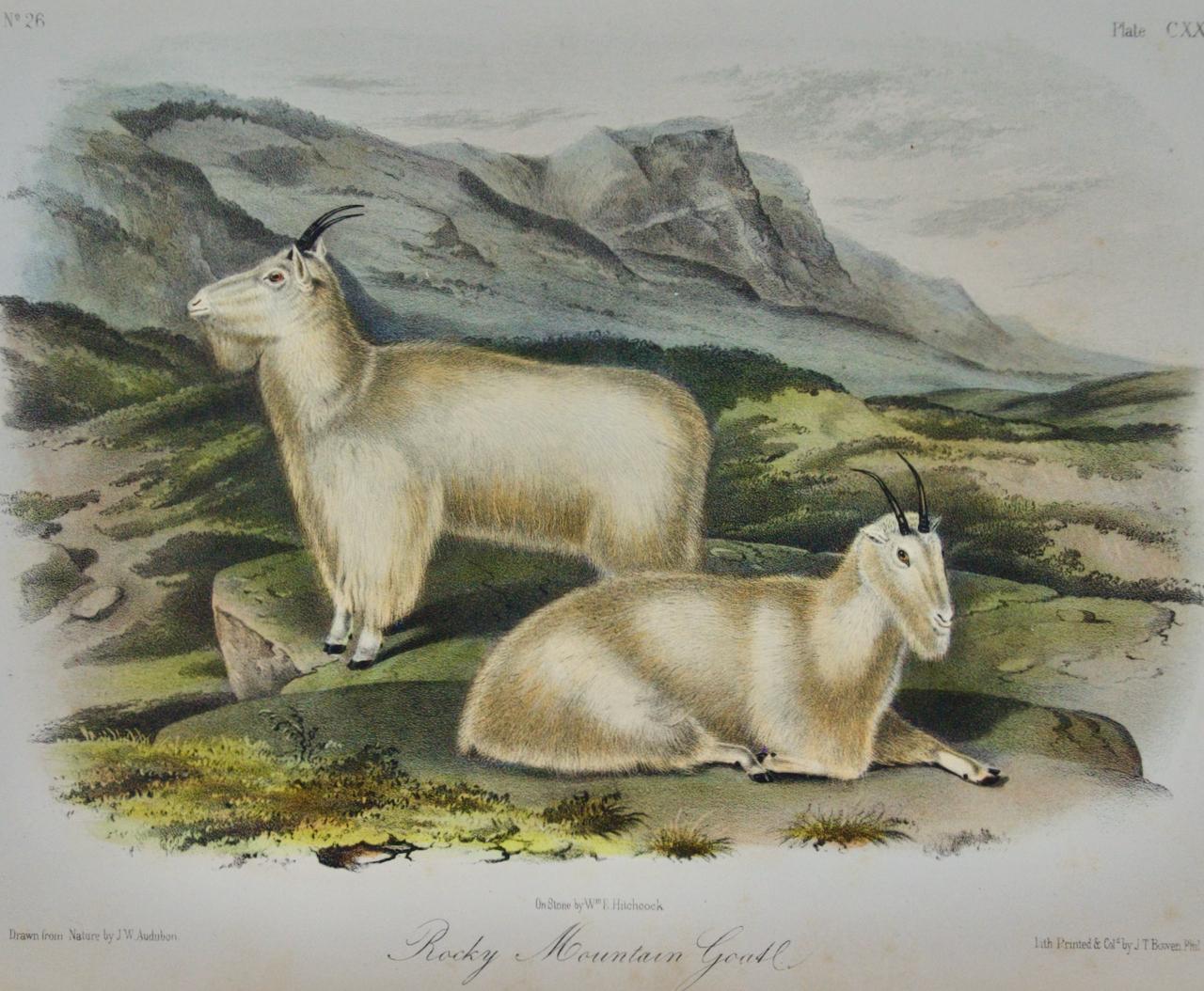 „Rocky Mountain Goat“: Eine handkolorierte Originallithographie von Audubon aus dem 19. Jahrhundert  – Print von John James Audubon