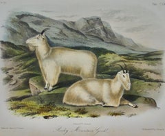 "Rocky Mountain Goat": An Original Audubon 19th Century Hand-colored Lithograph