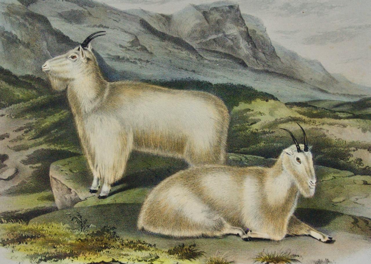 „Rocky Mountain Goat“: Eine handkolorierte Originallithographie von Audubon aus dem 19. Jahrhundert  (Naturalismus), Print, von John James Audubon