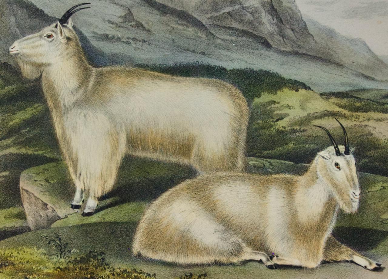 „Rocky Mountain Goat“: Eine handkolorierte Originallithographie von Audubon aus dem 19. Jahrhundert  (Grau), Landscape Print, von John James Audubon