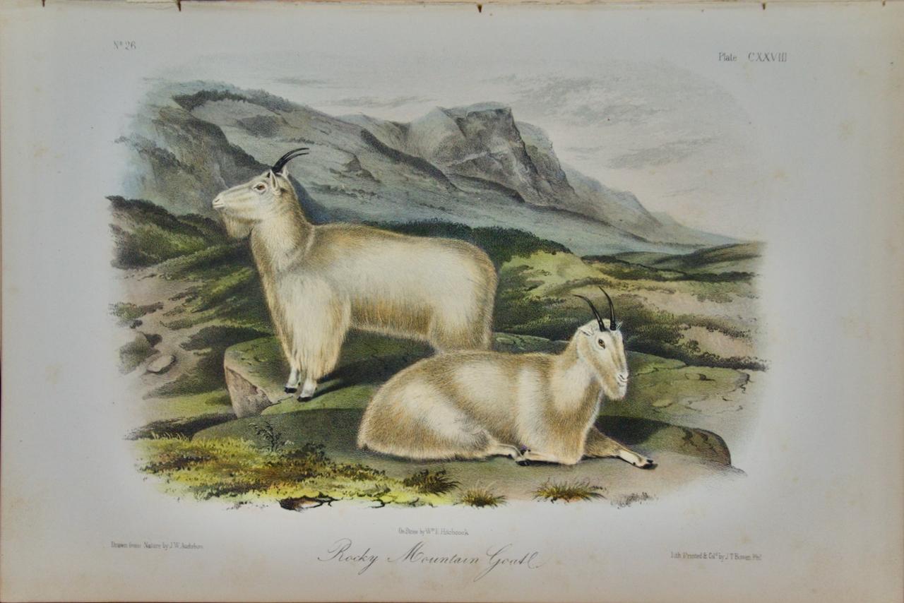 John James Audubon Landscape Print – „Rocky Mountain Goat“: Eine handkolorierte Originallithographie von Audubon aus dem 19. Jahrhundert 