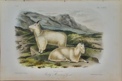 "Rocky Mountain Goat": An Original Audubon 19th Century Hand-colored Lithograph 