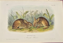 "Marsh Hare" an Original Audubon Hand Colored Quadruped Lithograph