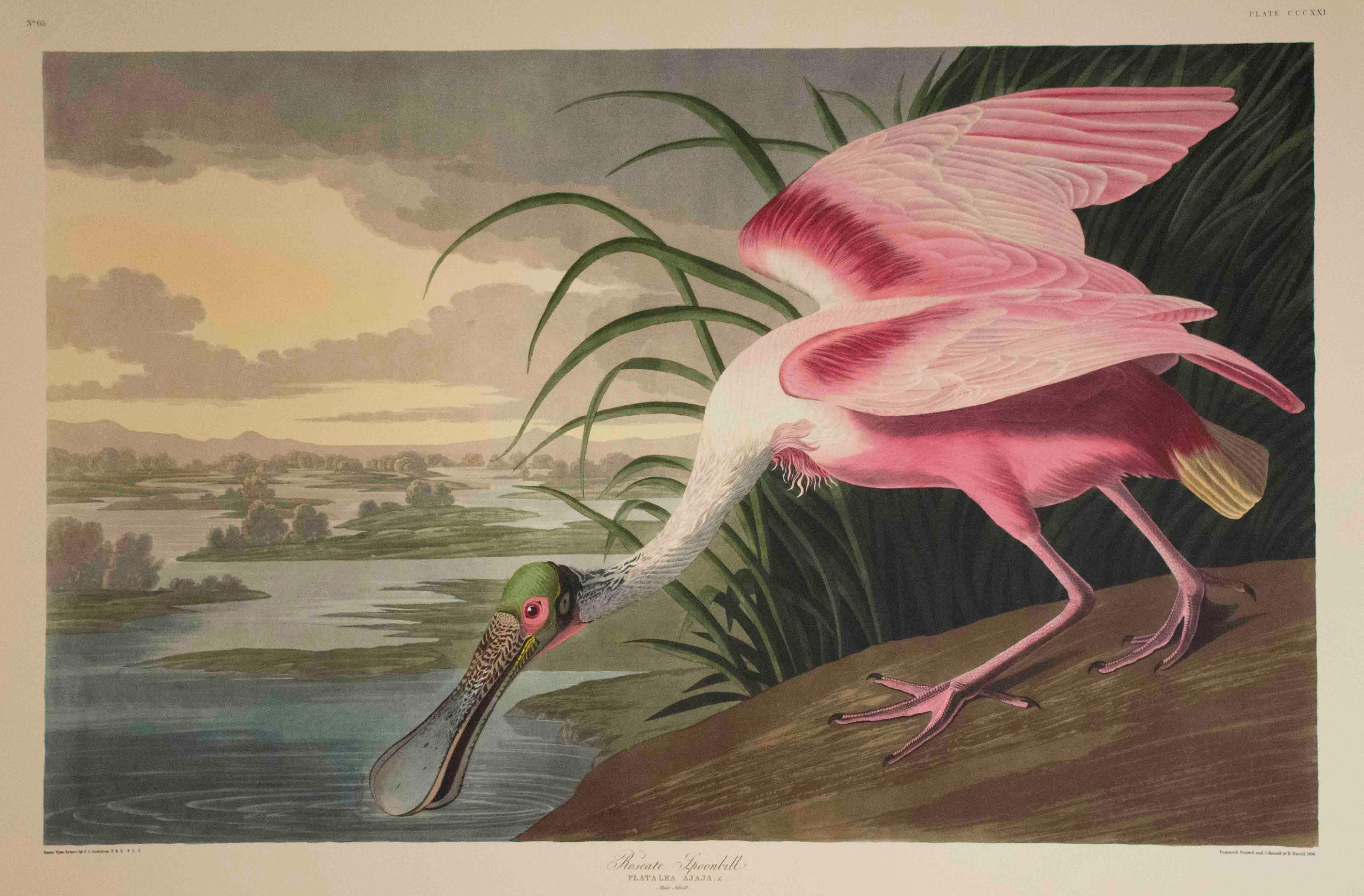 Roseate Spoonbill, Edition Pl. 321