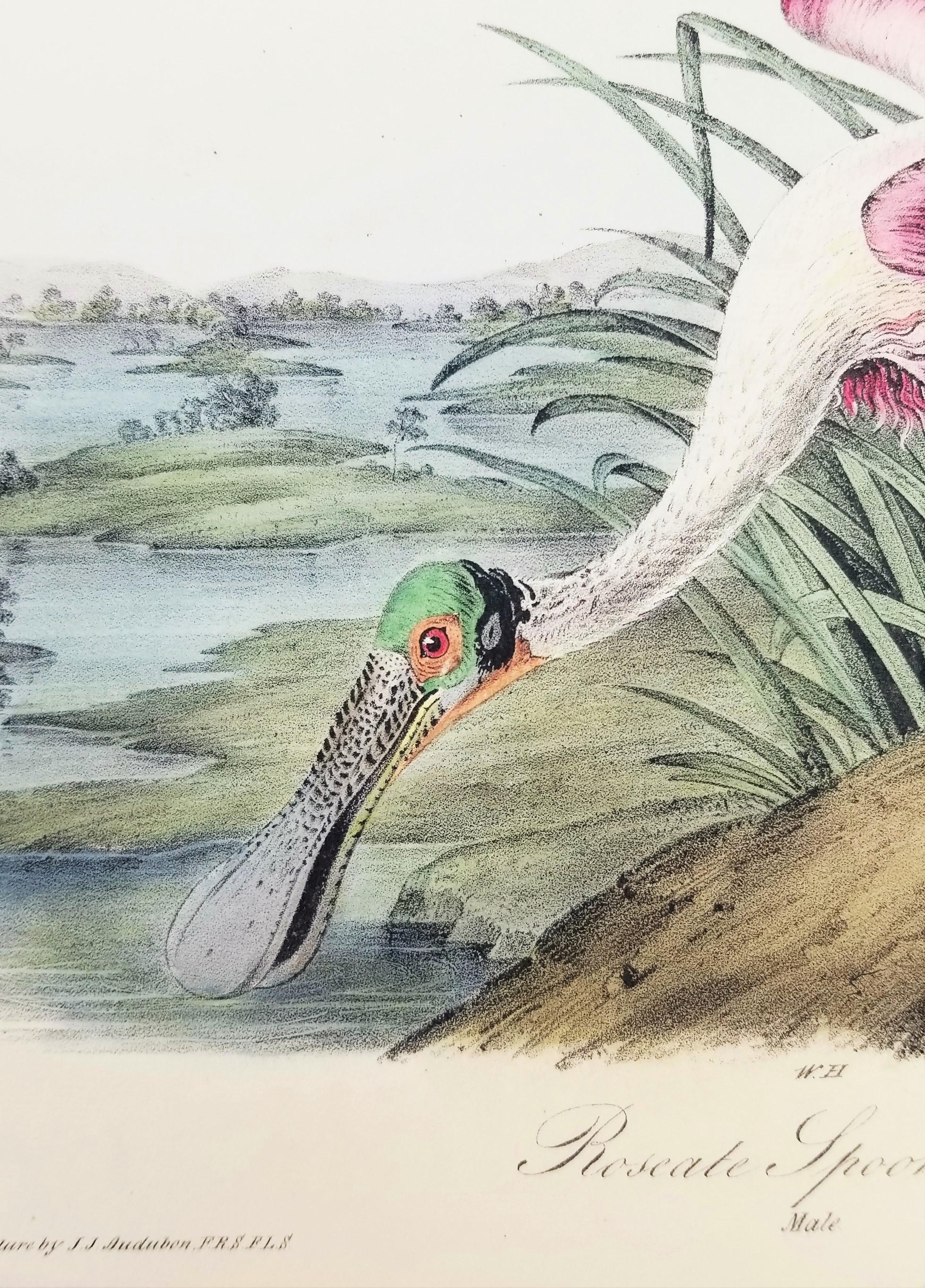 Roseate Spoonbill /// John James Audubon Natural History Ornithology Bird Art For Sale 9