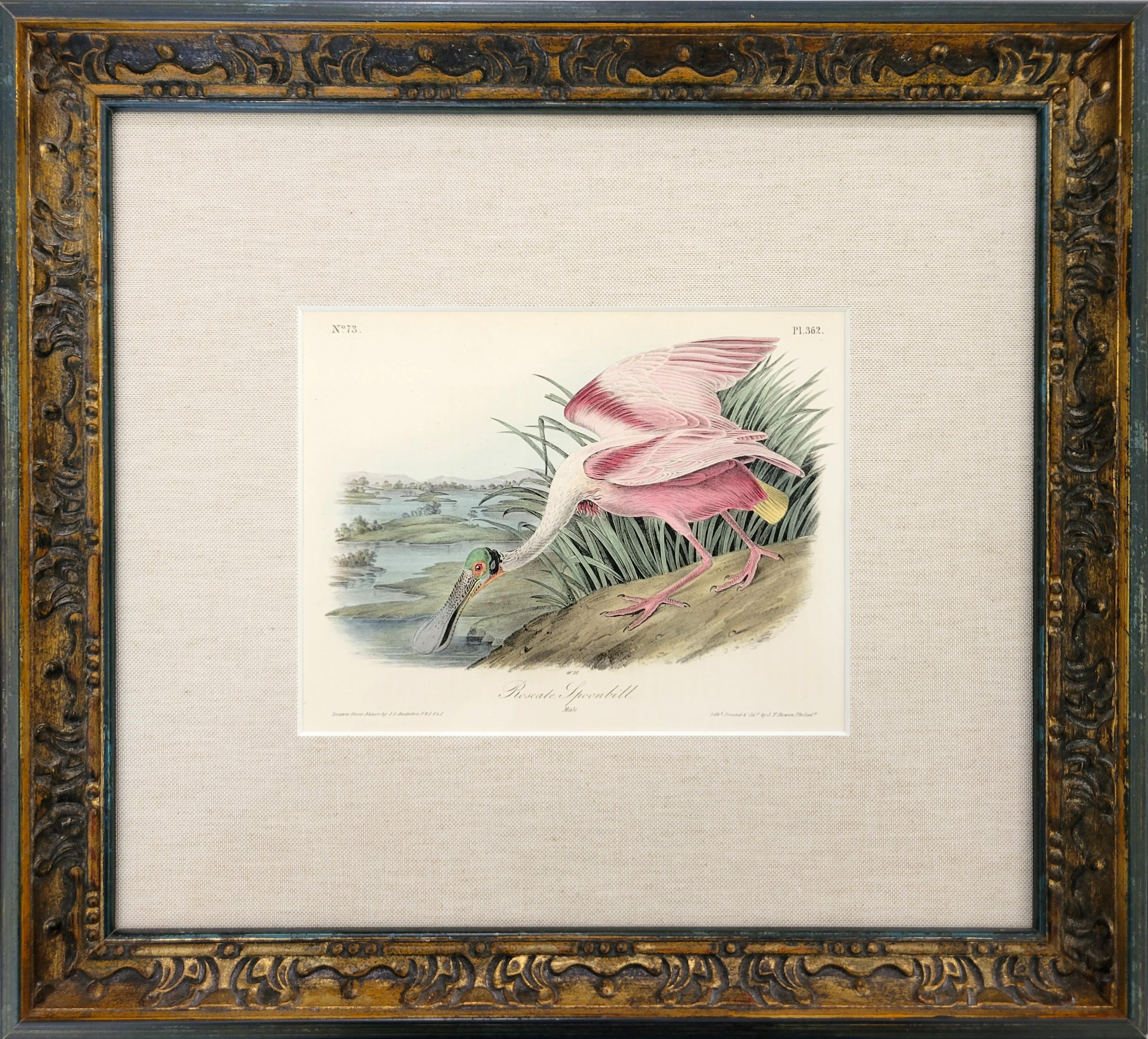 Spatola rosea /// John James Audubon Storia naturale Ornitologia Arte degli uccelli 3