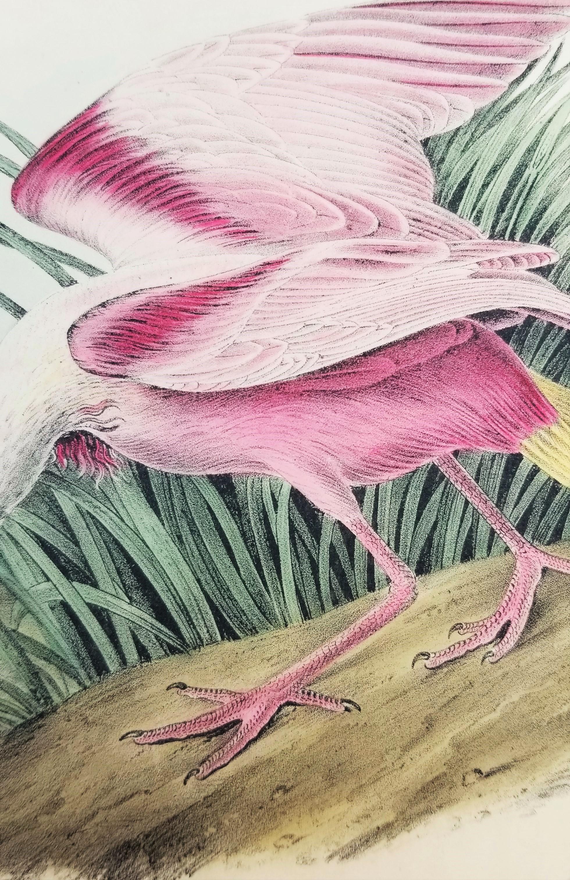 Cuillère à roseau /// John James Audubon Natural History Ornithology Bird Art en vente 11