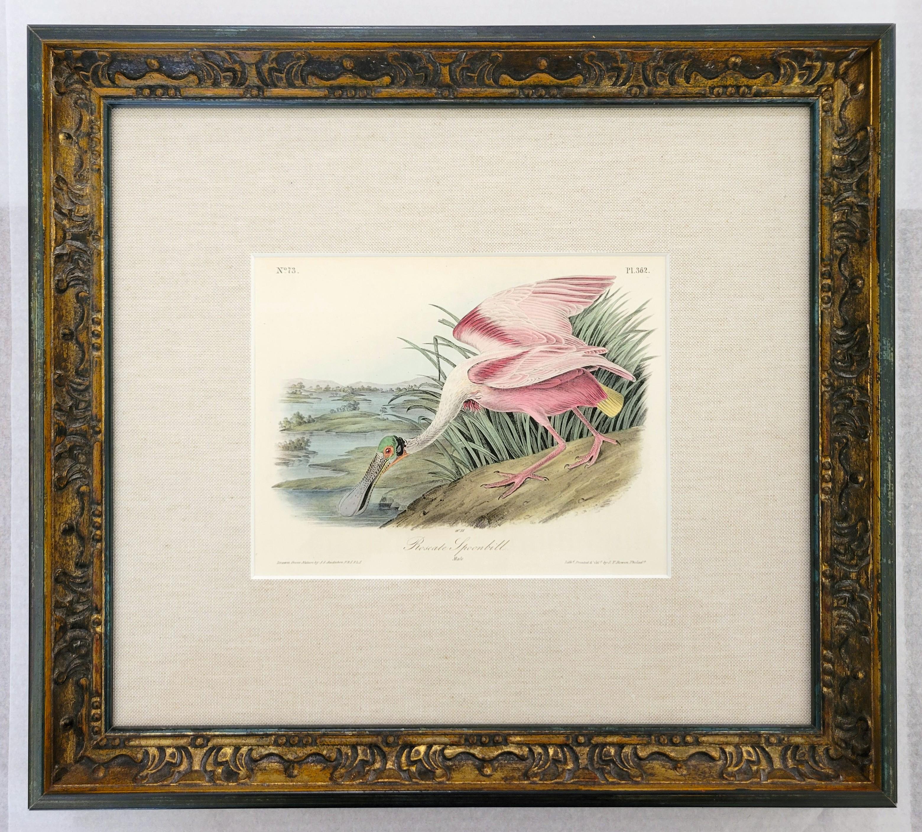 Spatola rosea /// John James Audubon Storia naturale Ornitologia Arte degli uccelli 4