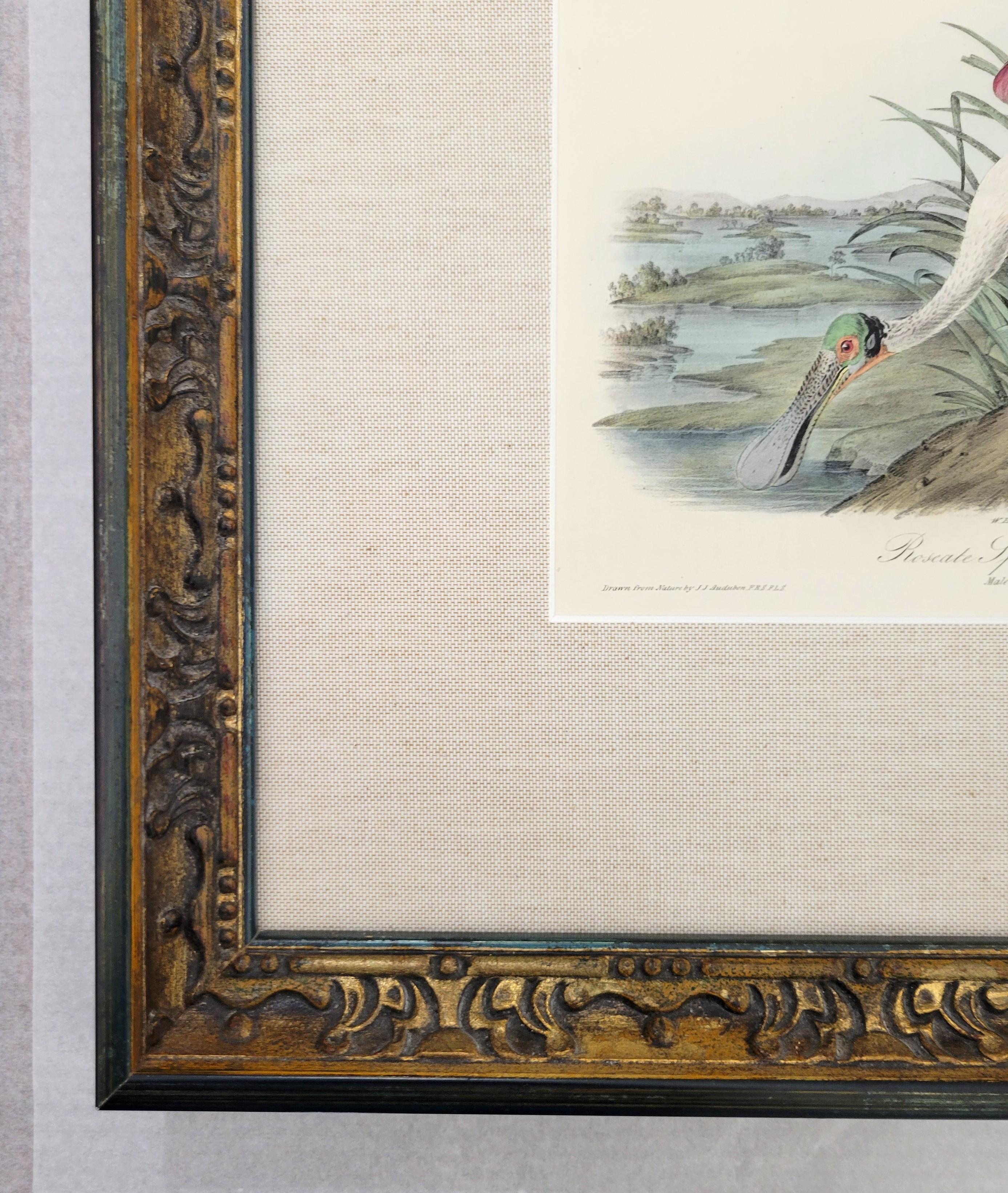 Spatola rosea /// John James Audubon Storia naturale Ornitologia Arte degli uccelli 5