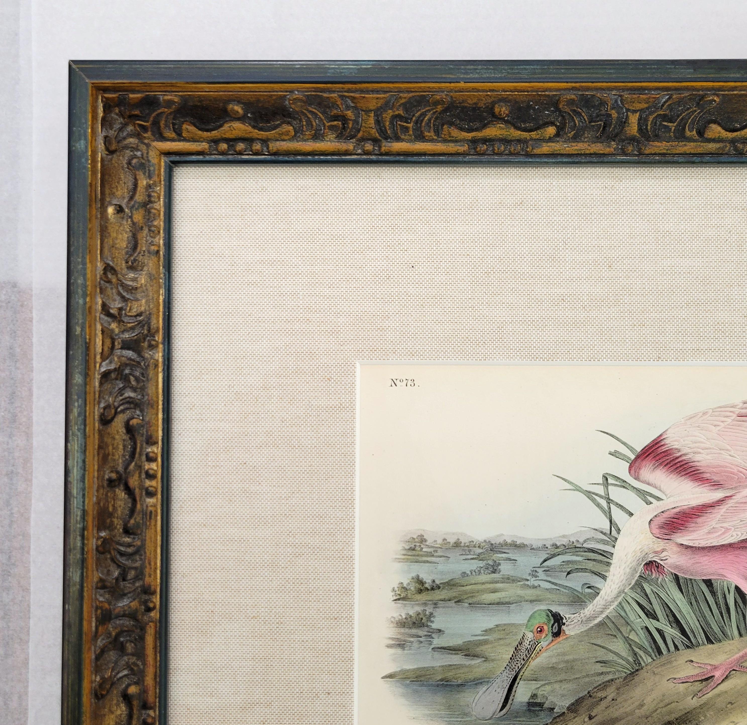 Spatola rosea /// John James Audubon Storia naturale Ornitologia Arte degli uccelli 6