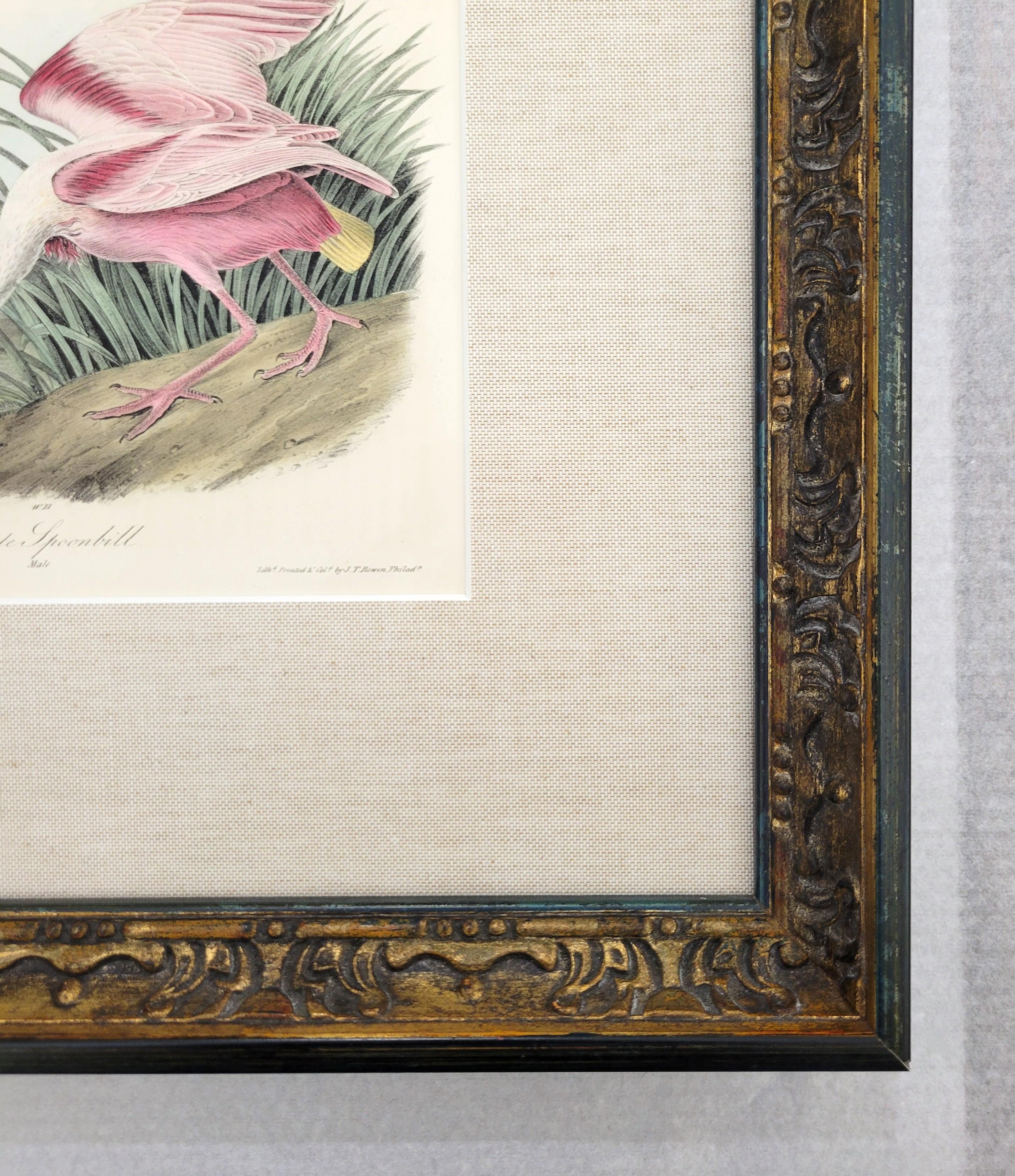 Spatola rosea /// John James Audubon Storia naturale Ornitologia Arte degli uccelli 8