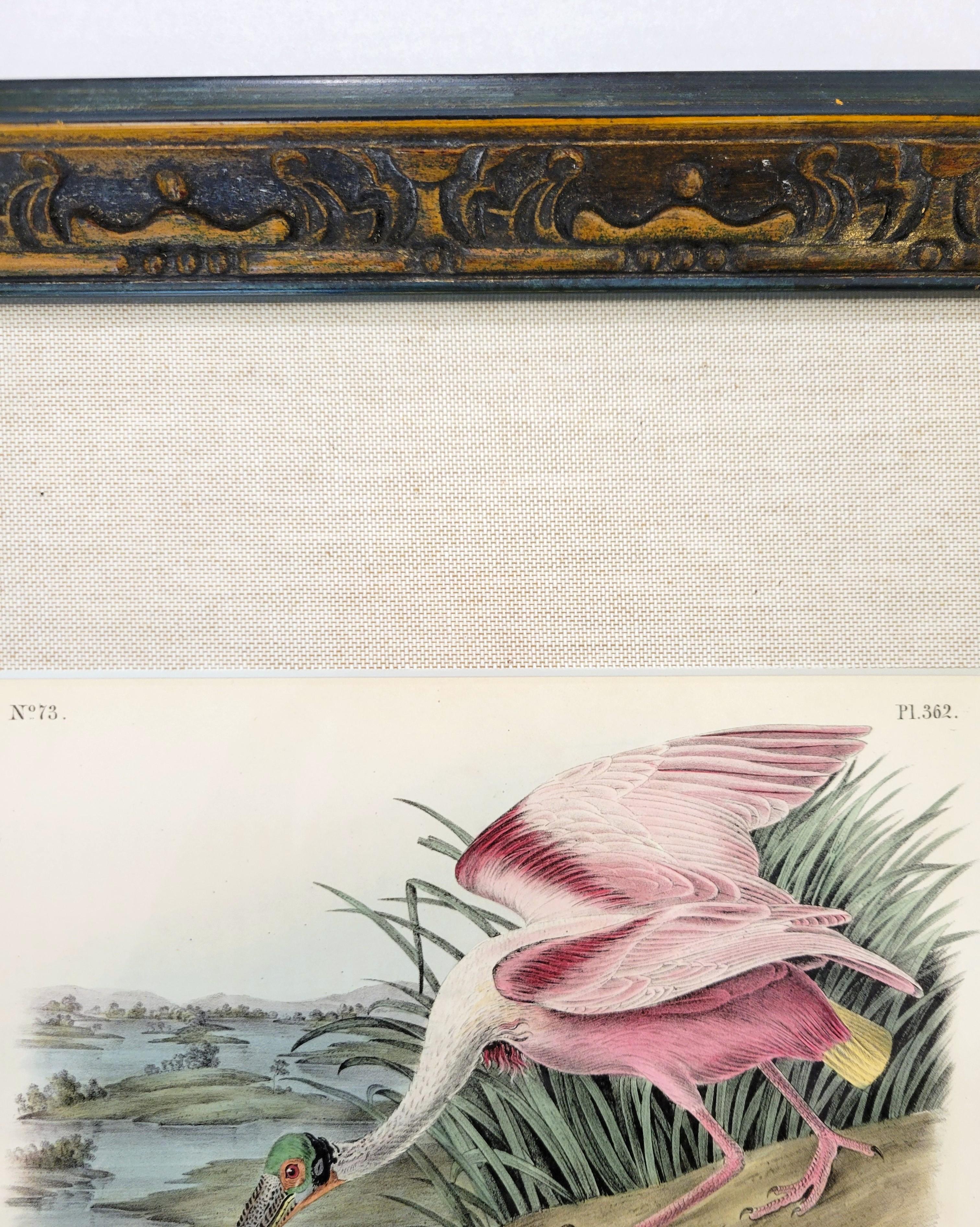 Spatola rosea /// John James Audubon Storia naturale Ornitologia Arte degli uccelli 9