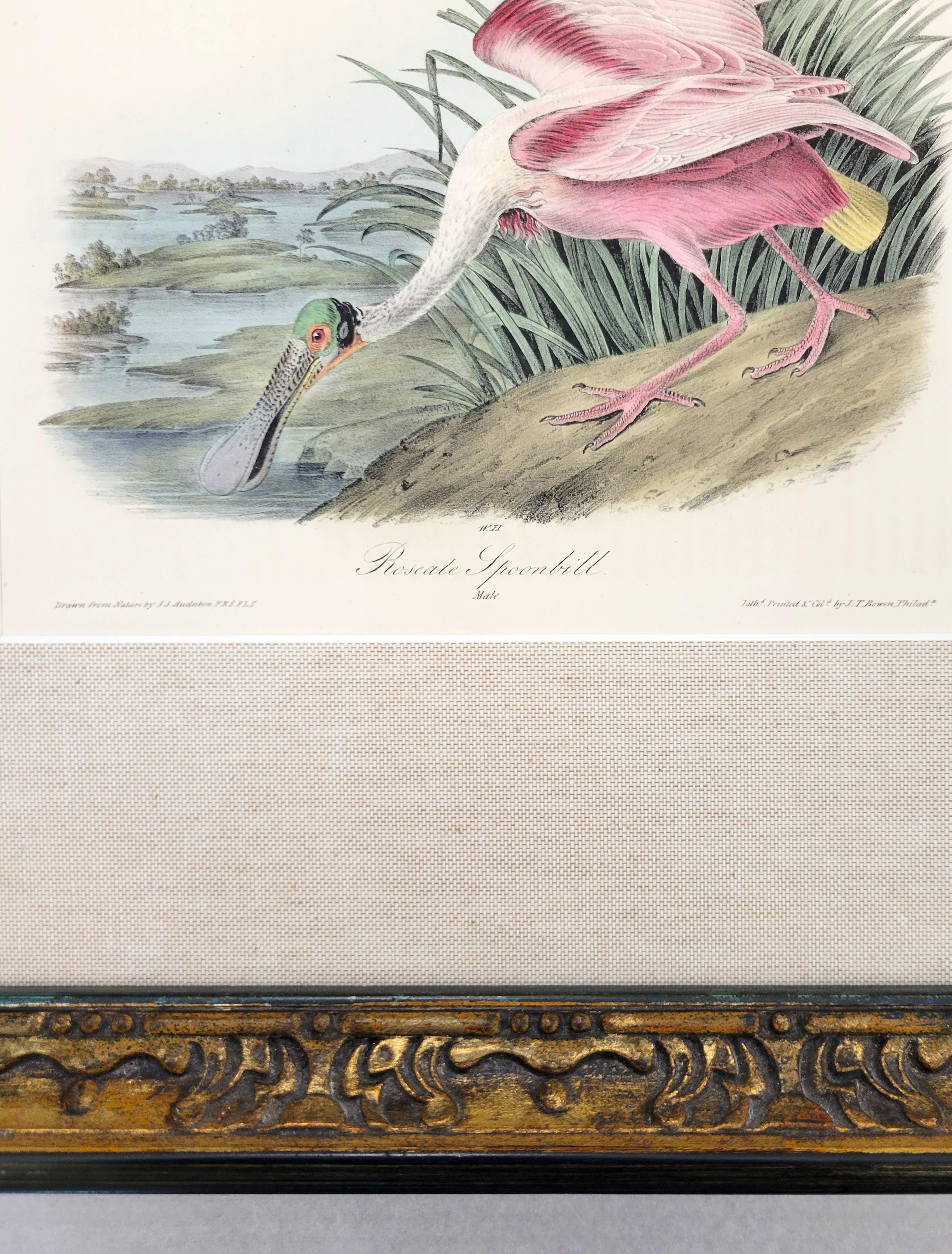 Spatola rosea /// John James Audubon Storia naturale Ornitologia Arte degli uccelli 10