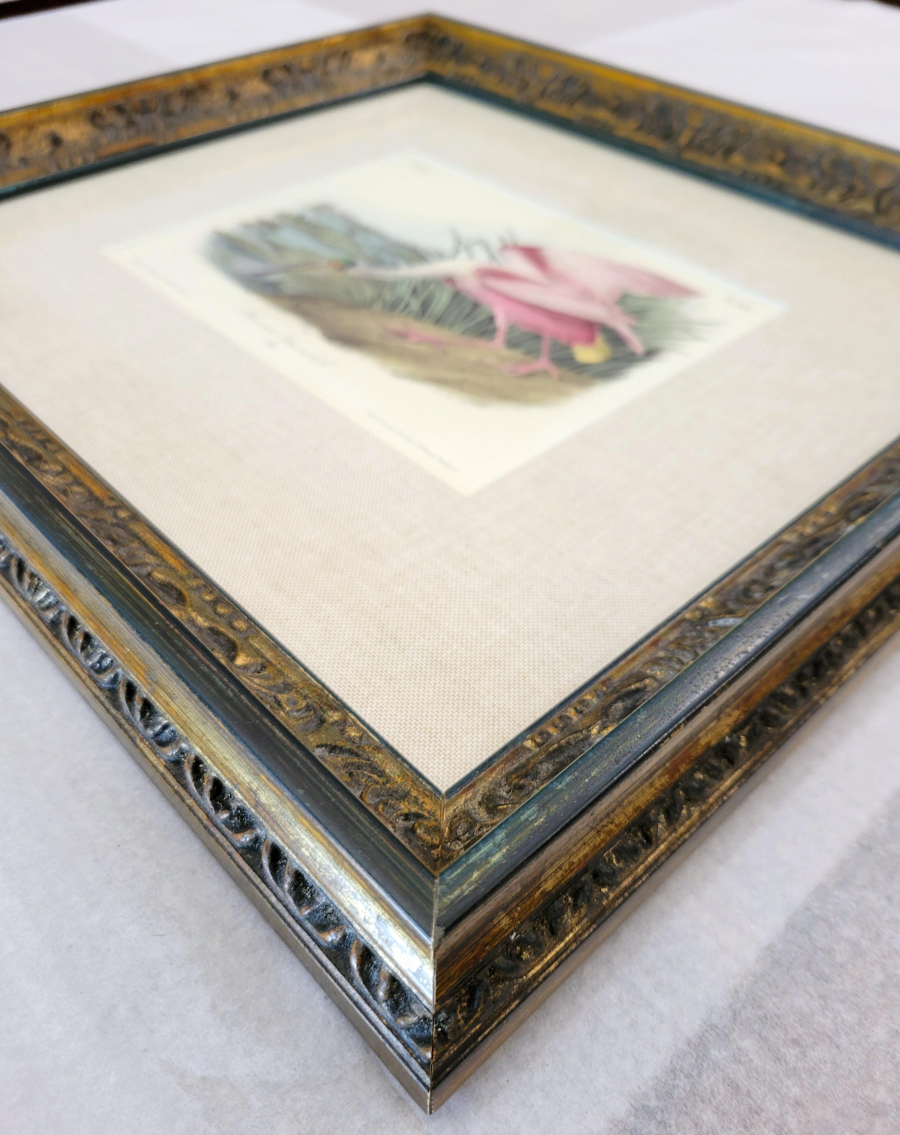 Spatola rosea /// John James Audubon Storia naturale Ornitologia Arte degli uccelli 18