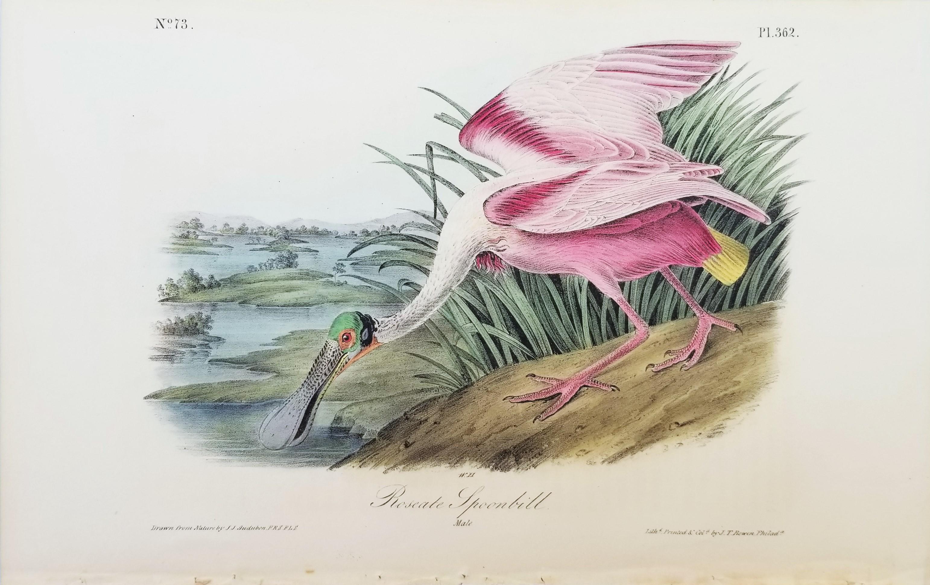 Roseate Spoonbill /// John James Audubon Natural History Ornithology Bird Art For Sale 1